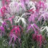 Dianthus isensis Dancing Geisha